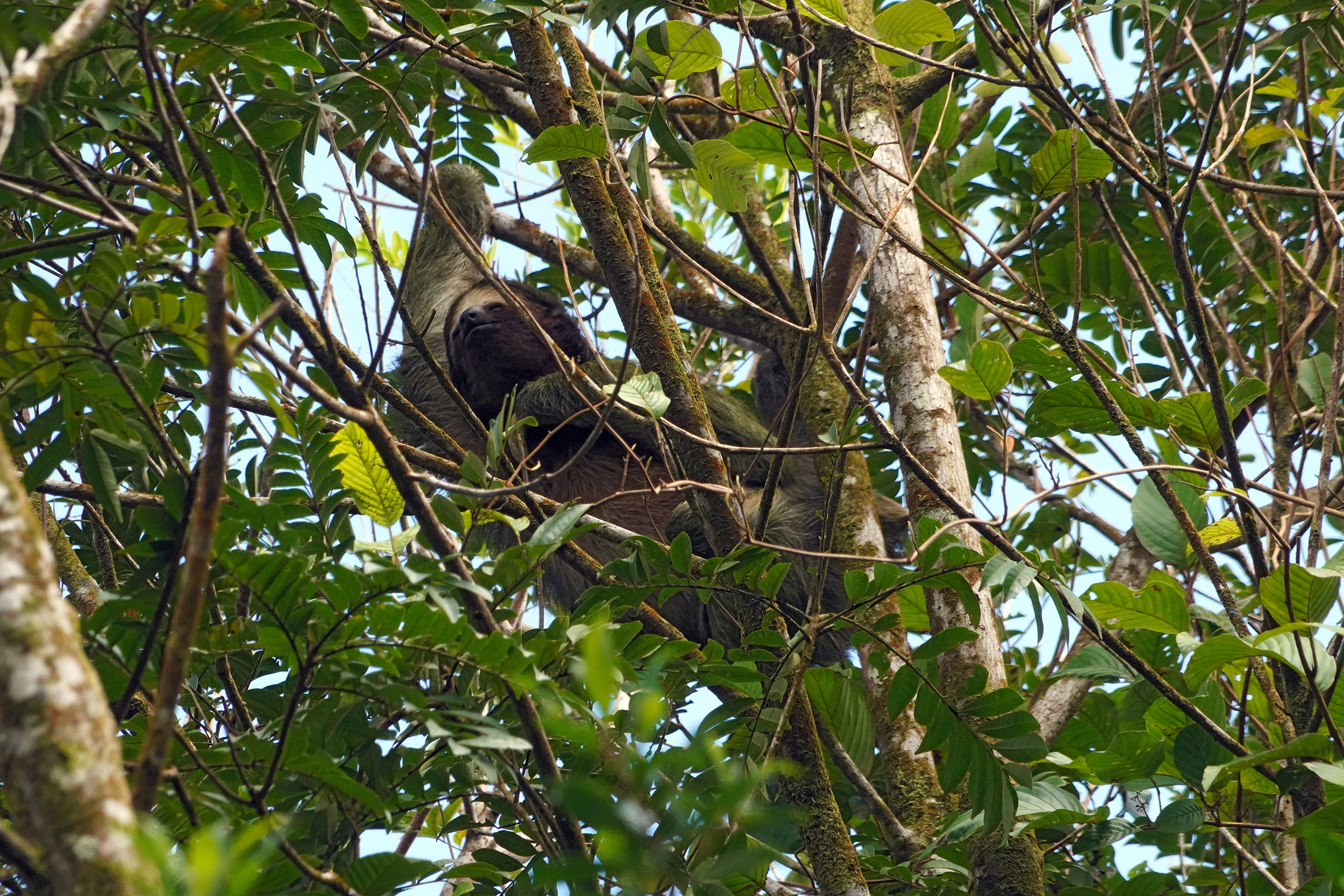 Costa Rica - Février 2025